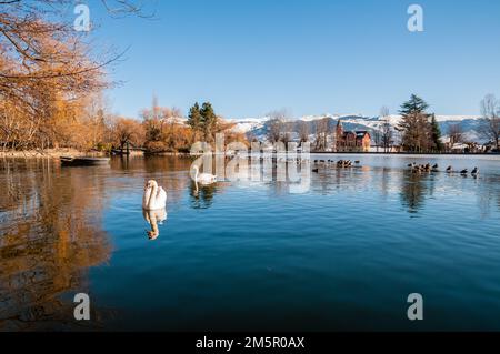 Stummer Schwan, Cygnus olor, Puigcerdà See, Puigcerdà. Katalonien, Spanien Stockfoto