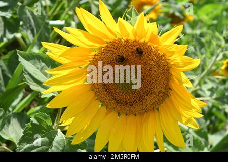 Sonnenblumen wachsen auf dem Feld, suffolk, england Stockfoto
