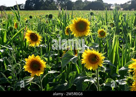 Sonnenblumen wachsen auf dem Feld, suffolk, england Stockfoto