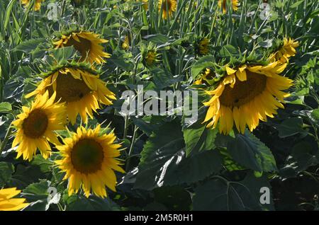 Sonnenblumen wachsen auf dem Feld, suffolk, england Stockfoto