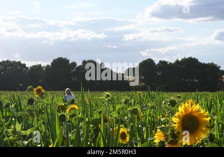Sonnenblumen wachsen auf dem Feld, suffolk, england Stockfoto