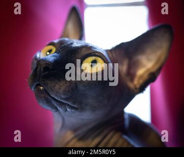 Ein selektiver Fokus einer sphynx-Katze Stockfoto