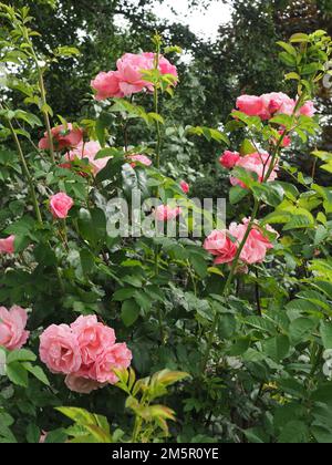 Senkrechte Ernte einiger lebendiger lachsrosa Rosenblüten Stockfoto
