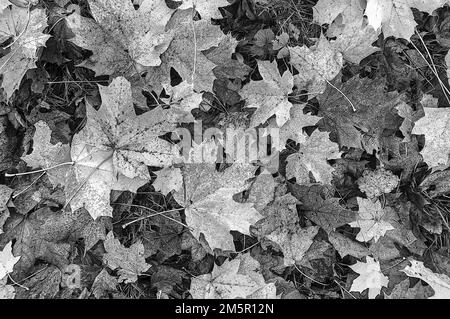 In ganz Großbritannien - abstrakt - herabfallende Herbstblätter, aber in Schwarz und Weiß! Stockfoto