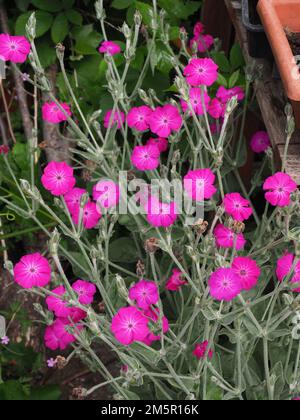 Nahaufnahme der Campion Flowers mit leuchtend rosa Rosen Stockfoto