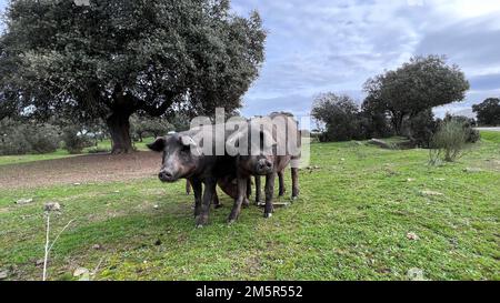 Das iberische Schwein ist eine vorherrschende Schweinerasse auf der iberischen Halbinsel. Stockfoto