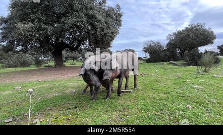 Das iberische Schwein ist eine vorherrschende Schweinerasse auf der iberischen Halbinsel. Stockfoto