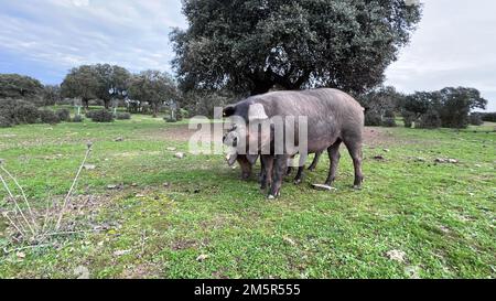 Das iberische Schwein ist eine vorherrschende Schweinerasse auf der iberischen Halbinsel. Stockfoto