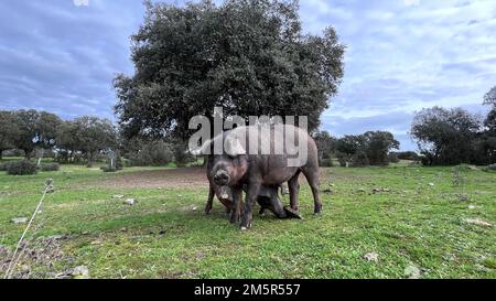 Das iberische Schwein ist eine vorherrschende Schweinerasse auf der iberischen Halbinsel. Stockfoto