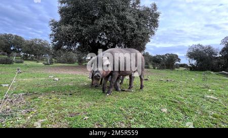 Das iberische Schwein ist eine vorherrschende Schweinerasse auf der iberischen Halbinsel. Stockfoto