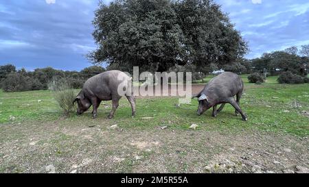 Das iberische Schwein ist eine vorherrschende Schweinerasse auf der iberischen Halbinsel. Stockfoto