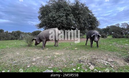 Das iberische Schwein ist eine vorherrschende Schweinerasse auf der iberischen Halbinsel. Stockfoto