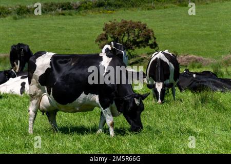 An einem Frühlingstag fressen mehrere Kühe Gras. Rinder auf einem Viehzuchtbetrieb. Landschaftsbau. Irischer Bio-Bauernhof. Schwarz-weiße Kuh auf grün gr Stockfoto