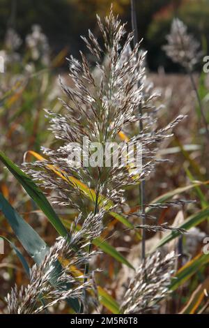 Aus nächster Nähe gibt es Pampas-Graszweige, die sich auf einer Wiese im Hastings Lake Forest Preserve, Lake Villa, Illinois, USA ausbreiten Stockfoto