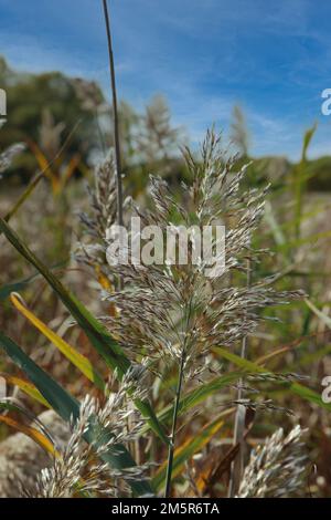 Aus nächster Nähe gibt es Pampas-Graszweige, die sich auf einer Wiese im Hastings Lake Forest Preserve, Lake Villa, Illinois, USA ausbreiten Stockfoto