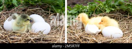 Süße kleine inländische Gosling mit gebrochenen Eierschalen und Eier im Stroh Nest Stockfoto