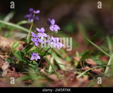 Eine Nahaufnahme der wachsenden violetten Viola hirta-Blumen Stockfoto