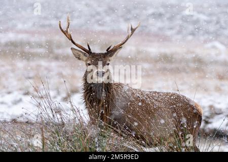 Rotwild im Winterschnee in Glen Coe, Scottish Highlands, Schottland, Großbritannien Stockfoto