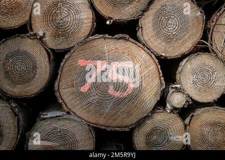 Holzstämme im Wald gestapelt mit der Nummer 75 auf einem. Stockfoto