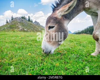 Esel auf Grünland, der Gras isst oder weidet. Esel in den Piatra Mare (Big Rock) Bergen Stockfoto