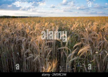 Ein Roggenfeld an einem sonnigen Sommernachmittag Stockfoto