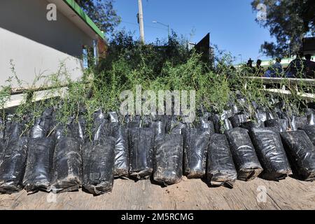 Pflanzen in der Baumschule des staatlichen Wiederaufforstungsprogramms CEDES (Foto: Tiradorcuarto/NortePhoto) Plantas en el vivero del programa re reforstacion estatal del CEDES (Foto: Tiradorcuarto/NortePhoto) Stockfoto