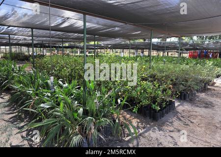 Pflanzen in der Baumschule des staatlichen Wiederaufforstungsprogramms CEDES (Foto: Tiradorcuarto/NortePhoto) Plantas en el vivero del programa re reforstacion estatal del CEDES (Foto: Tiradorcuarto/NortePhoto) Stockfoto