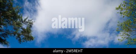 Panorama blauer Wolkenhintergrund hinter Baumzweigen. Hohe Auflösung. Stockfoto