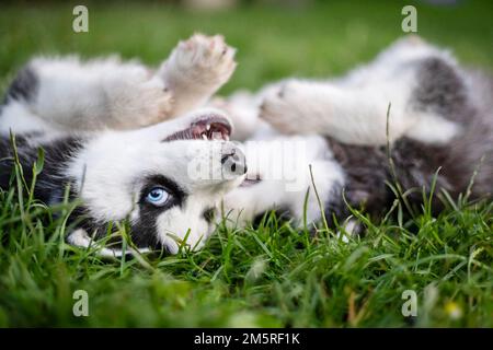 Süße Husky-Welpen, die im Garten spielen. Lustige Welpen spielen draußen Stockfoto