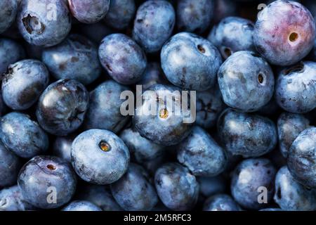 Frisch gepflückte reife Blaubeeren als Hintergrund. Frischer Blaubeerhintergrund Stockfoto