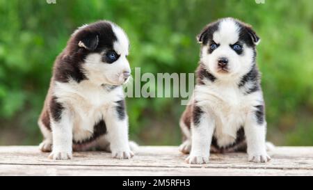 Ein bezaubernder sibirischer Husky Welpen, der auf einem weißen Holztisch sitzt Stockfoto