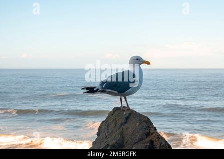 Nahaufnahme von Möwen, die vor dem Meer auf einem Felsen sitzen Stockfoto