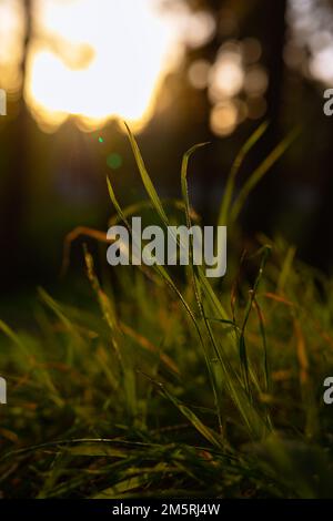 Gräser im Fokus vom bodennahen vertikalen Foto. Selektiver Fokus auf Gräser oder Kulturen. CO2-Netto-Null- oder CO2-Neutralitätskonzept. Stockfoto