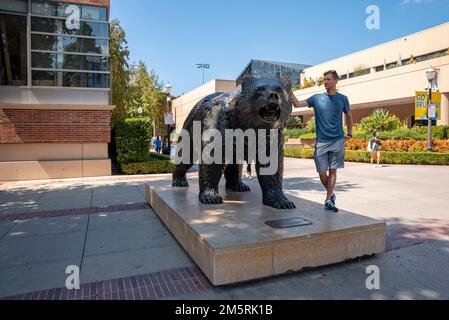 Ein weißer Mann, der sich an einer Bronze-Bruin-Statue auf dem Campus der UCLA posiert Stockfoto