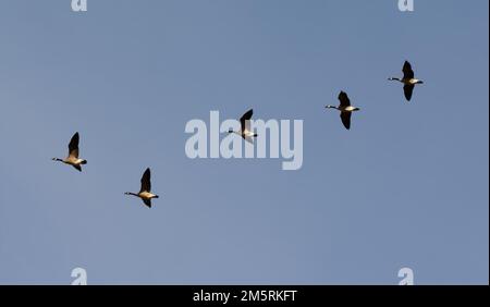 Kanadische Gänse, die über den Himmel fliegen Stockfoto