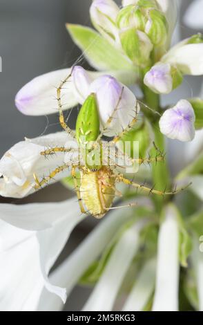 Grüne Luchs-Spinne auf einer weißen Hosta-Blume, die eine Stinkkäfer isst Stockfoto