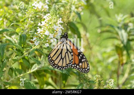 Monarch-Schmetterling, der Nektar von einem weißen Butterflybusch-Blumenstrauß in der Morgensonne bekommt Stockfoto