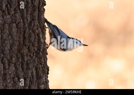 Hübscher männlicher Weissbrustnuthatch, der auf die typische kopfüber Art auf einem Baumstamm herunterkriecht Stockfoto