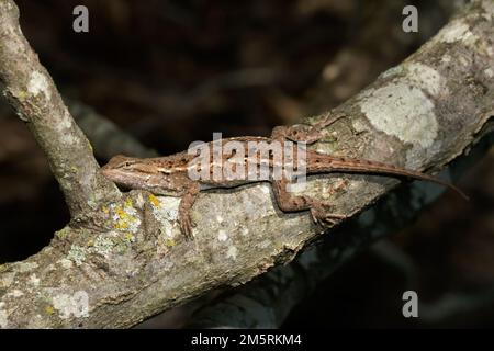 Prärie-Eidechse, die auf einem Ast im Wald ruht Stockfoto