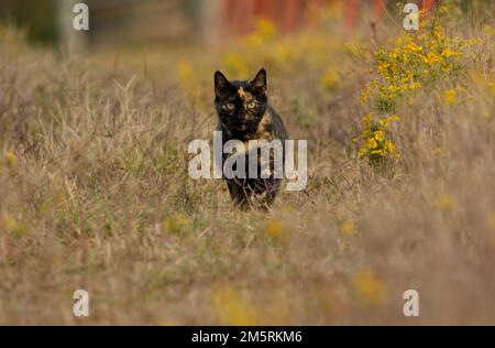 Wunderschöne schwarze und rothaarige Katze, die durch Herbstgras und gelbe Wildblumen auf den Betrachter zugeht Stockfoto