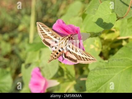 Weiße Sphinx-Motte im Flug, Nektar von einer rosa Morgenblume Stockfoto