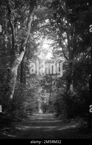 Ein vertikales Schwarzweißbild der schmalen Straße in den Wäldern, umgeben von Bäumen Stockfoto