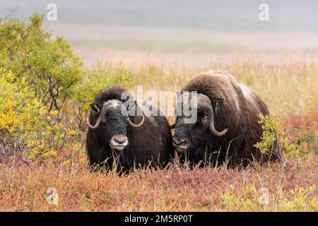 Nordamerika; Vereinigte Staaten; Alaska; Wildtiere; Muskox; Ovibos moschatus; Seward-Halbinsel; Herbst; Bullen und Kühe Stockfoto