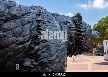 Nahaufnahme der schwarzen Bronzeskulptur von Bruin auf dem UCLA-Campus unter blauem Himmel Stockfoto