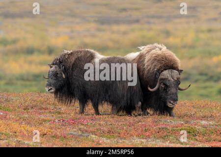 Nordamerika; Vereinigte Staaten; Alaska; Wildtiere; Muskox; Ovibos moschatus; Seward-Halbinsel; Herbst; Bullen und Kühe Stockfoto