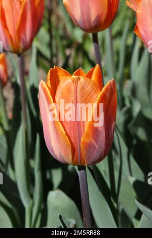 Tulpe "Prinzessin Irene" Stockfoto