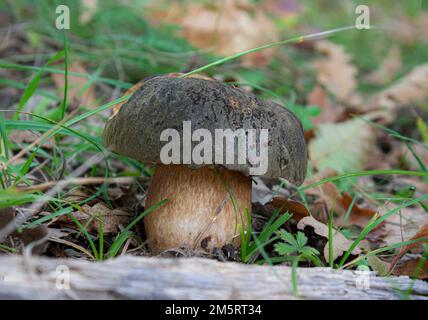 Eine Nahaufnahme eines Boletus aereus oder des dunklen cep oder eines von Gras umgebenen Boletpilzes aus Bronze Stockfoto