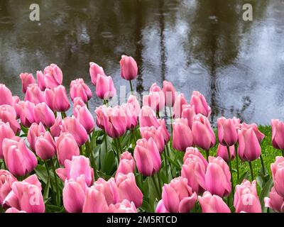Rosa blühende Tulpen im Park Keukenhof in den Niederlanden Stockfoto