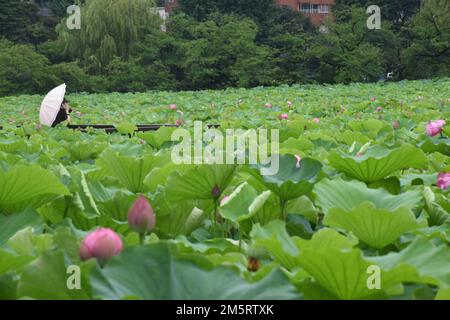 Blühende rosa Lotusblumen im Shinobazu-Teich im Ueno Park, Tokio, Japan, nach einem Regentag Stockfoto