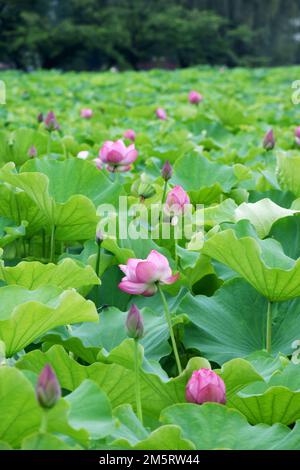 Blühende rosa Lotusblumen im Shinobazu-Teich im Ueno Park, Tokio, Japan, nach einem Regentag Stockfoto